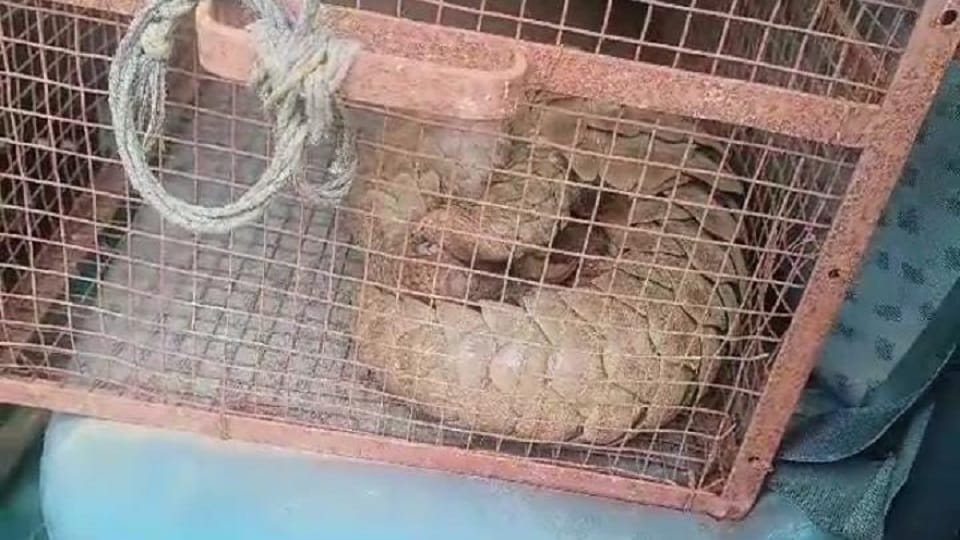 Rare wild animal pangolin reached Jawali people imprisoned in cage