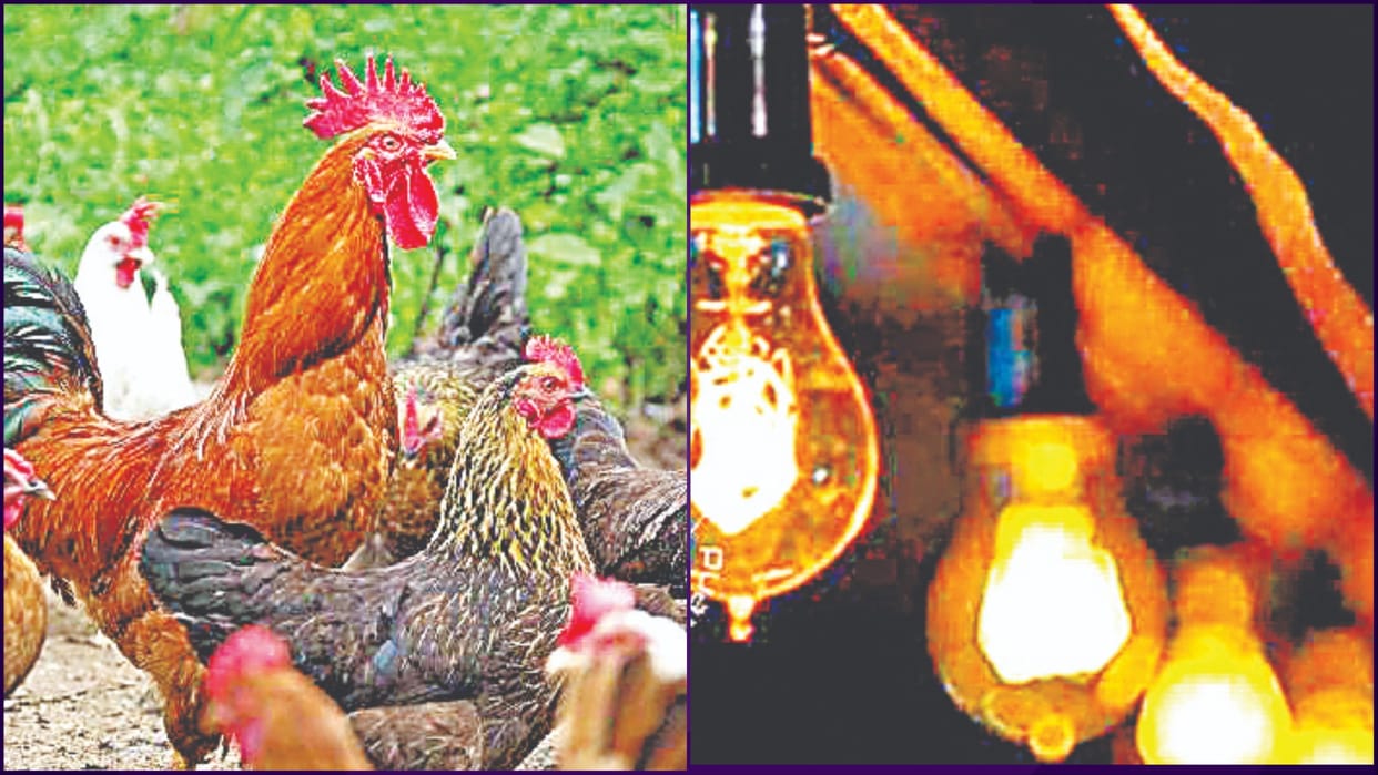 Farmer of Haryana is making electricity from chicken dung