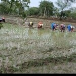 खेत में काम करते हुए किसान