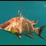 Hogfish Can Change Color After Death