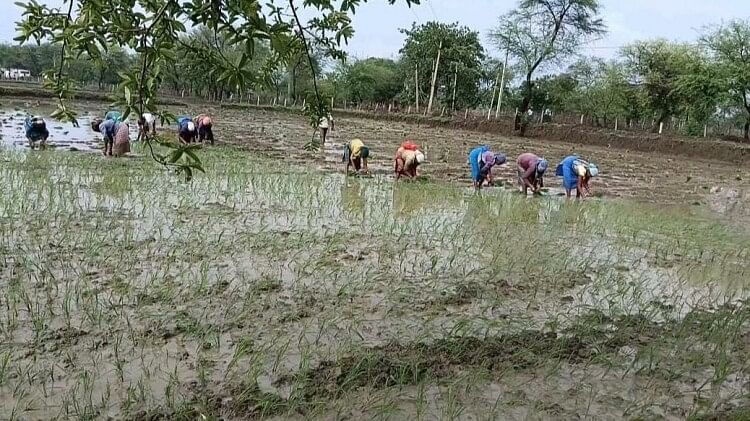 Chhattisgarh: कर्जमाफी की उम्मीद में किसानों ने लिए करोड़ों रुपये, बेमेतरा का प्रदेश में दूसरा नंबर