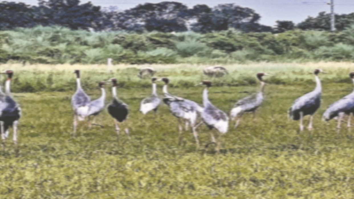 Prempur Tal resounding with chirping of cranes,