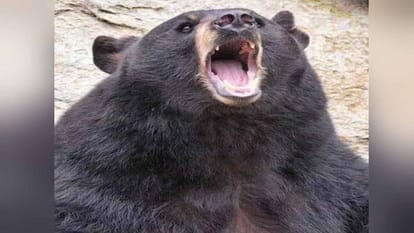 A bear attacked a man cutting grass in the field and left him bleeding.