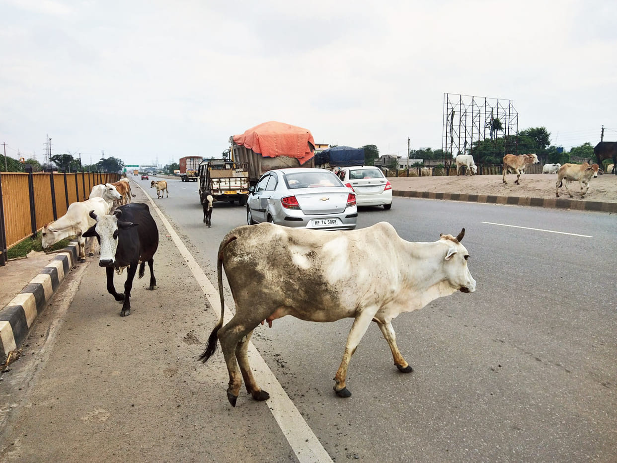 Elderly man dies due to cow attack in gorakhpur