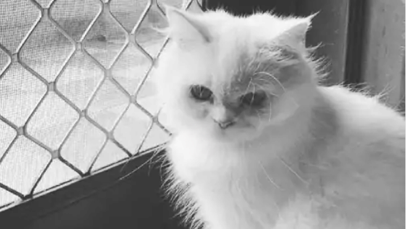 If neg was not given then transgender took away the precious cat of foreign breed