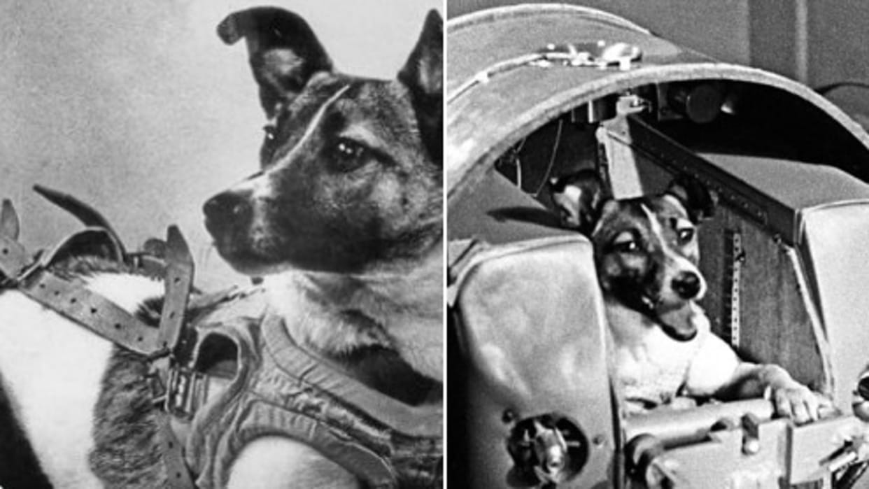 Laika Dog In Space Know Background, Spaceflight And Facts Here In Hindi