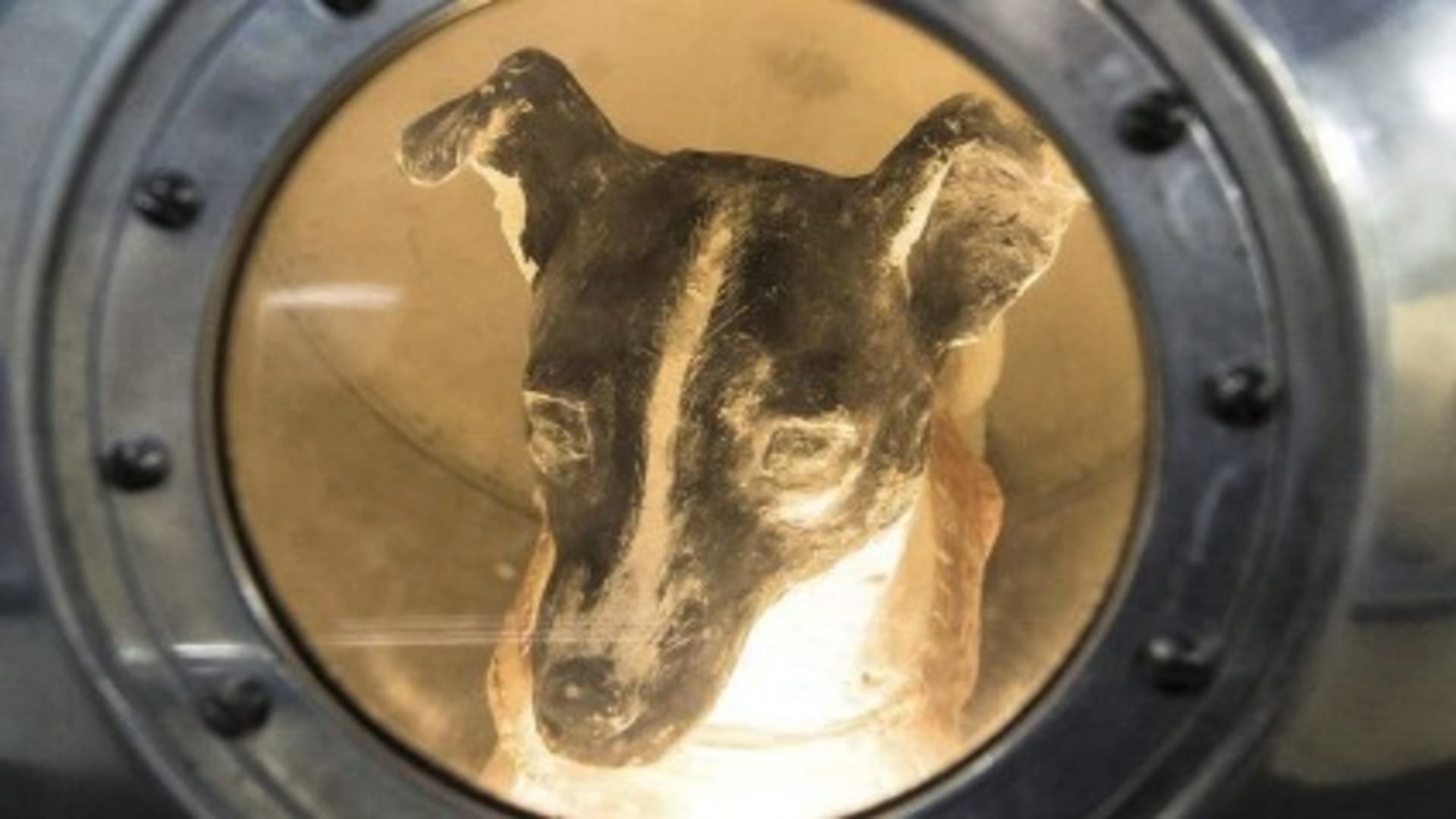 Laika Dog In Space Know Background, Spaceflight And Facts Here In Hindi