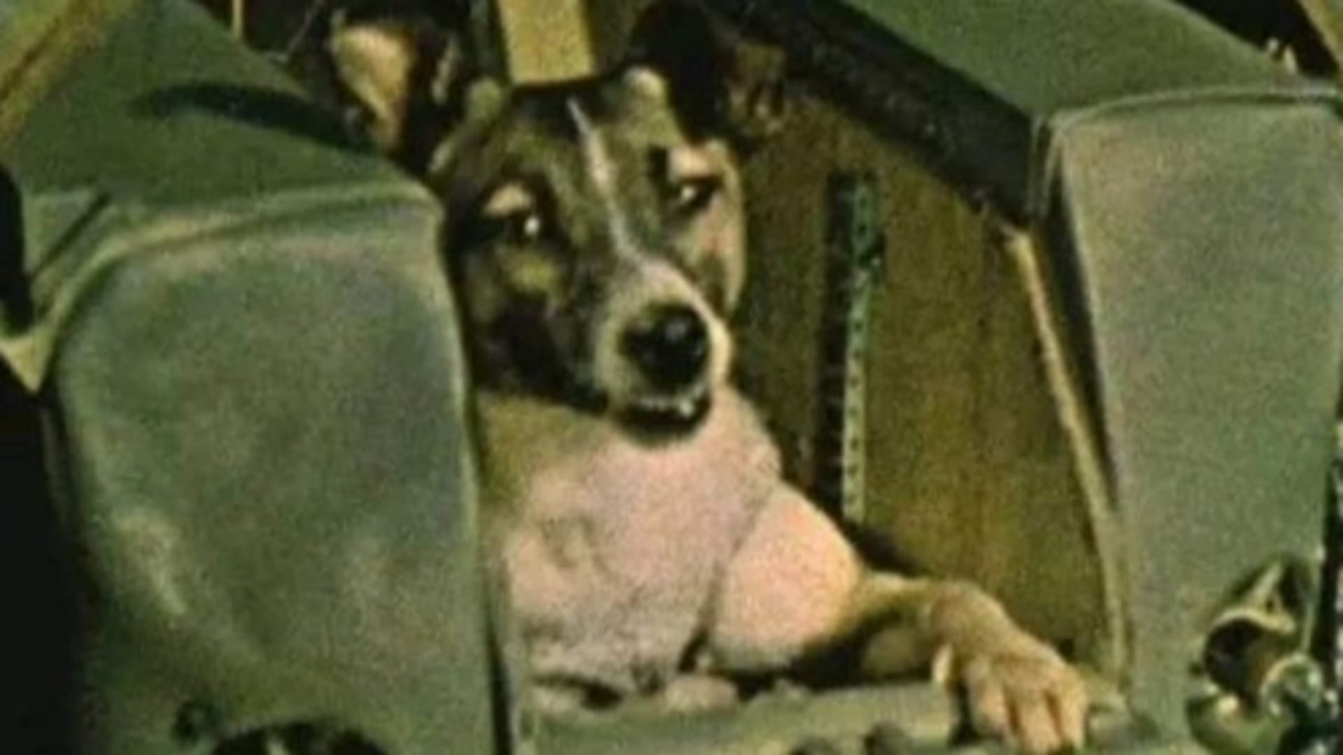 Laika Dog In Space Know Background, Spaceflight And Facts Here In Hindi