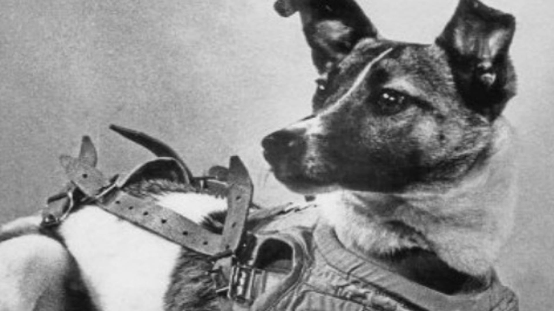 Laika Dog In Space Know Background, Spaceflight And Facts Here In Hindi