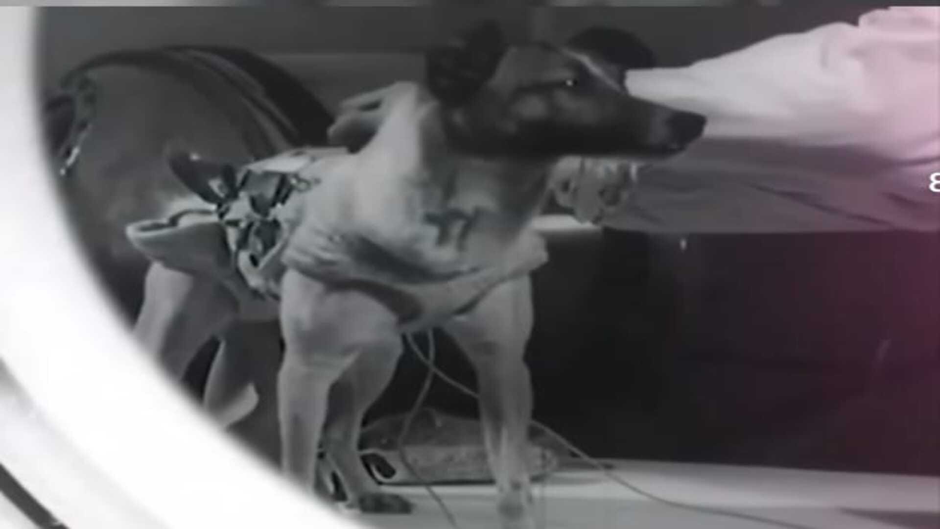 Laika Dog In Space Know Background, Spaceflight And Facts Here In Hindi