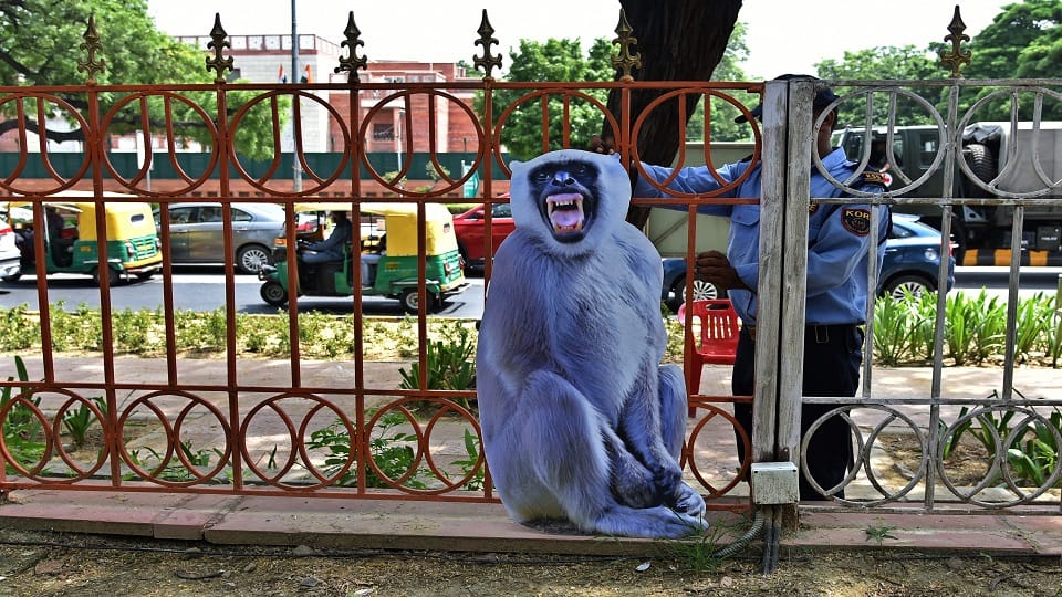 To stop the terror of monkeys cutouts of langur are being installed