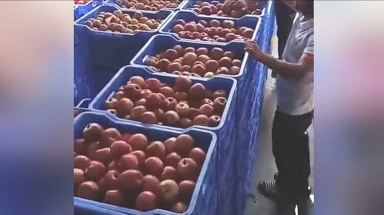 Apple Season in Himachal: Kullu Royale Apple supply to Mumbai and Chandigarh