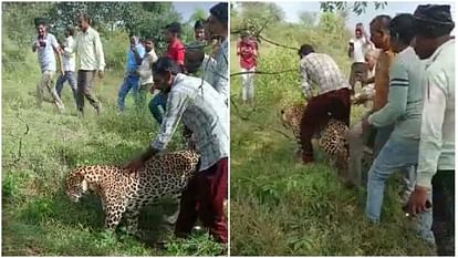 Dawas: सोनकच्छ में बीमार तेंदुए की ग्रामीणों ने की सवारी, लेते रहे सेल्फी, वन विभाग ने किया रेसक्यू Villagers ride sick leopard in Sonkutch, keep taking selfies, forest department rescues