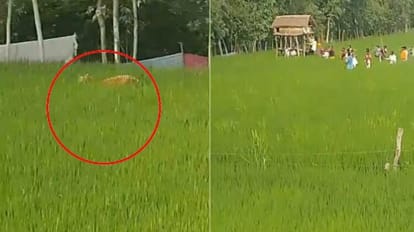 tiger reached the paddy field farmer saved his life by climbing the scaffolding in Pilibhit