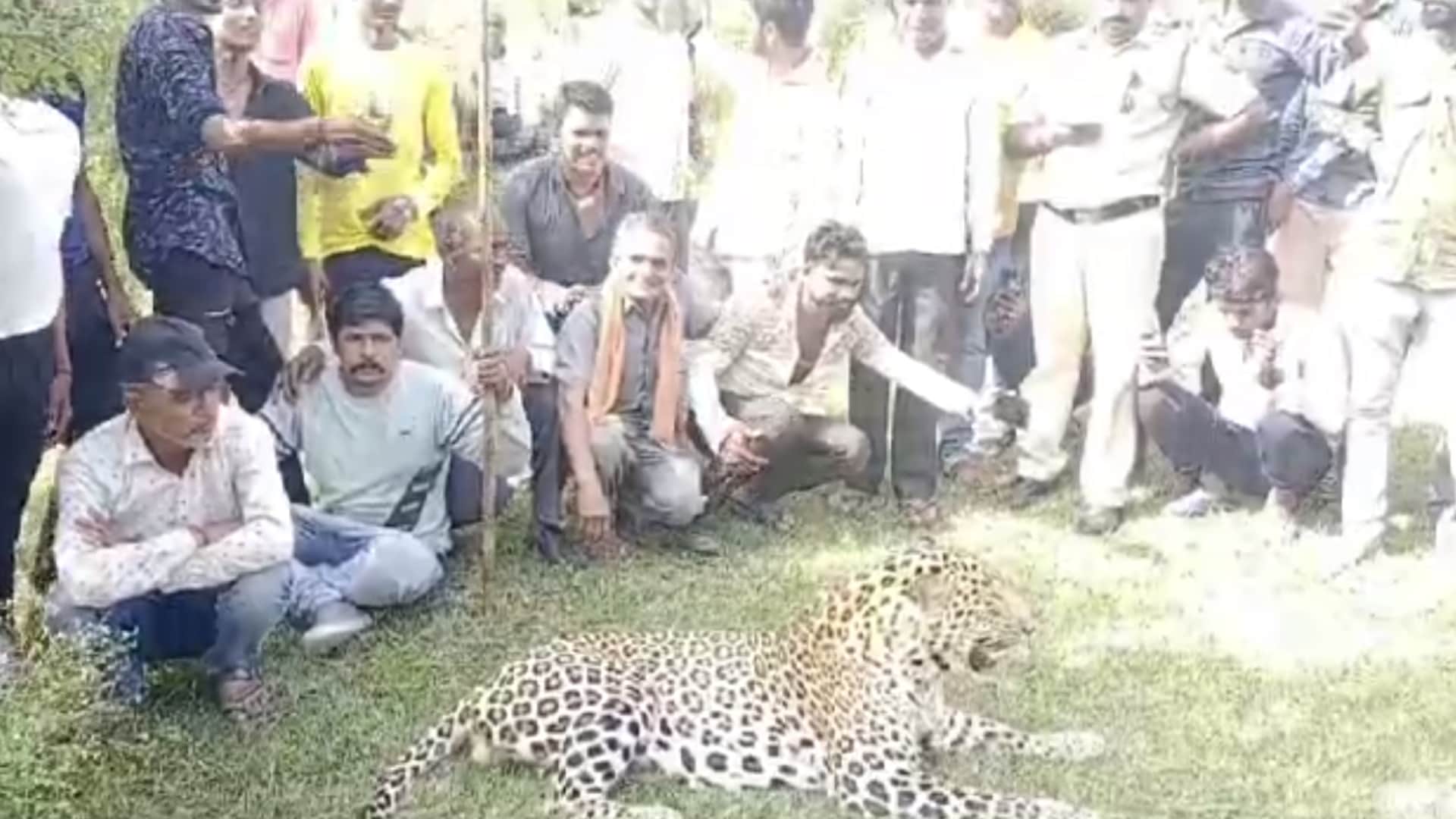 Villagers ride sick leopard in Sonkutch, keep taking selfies, forest department rescues