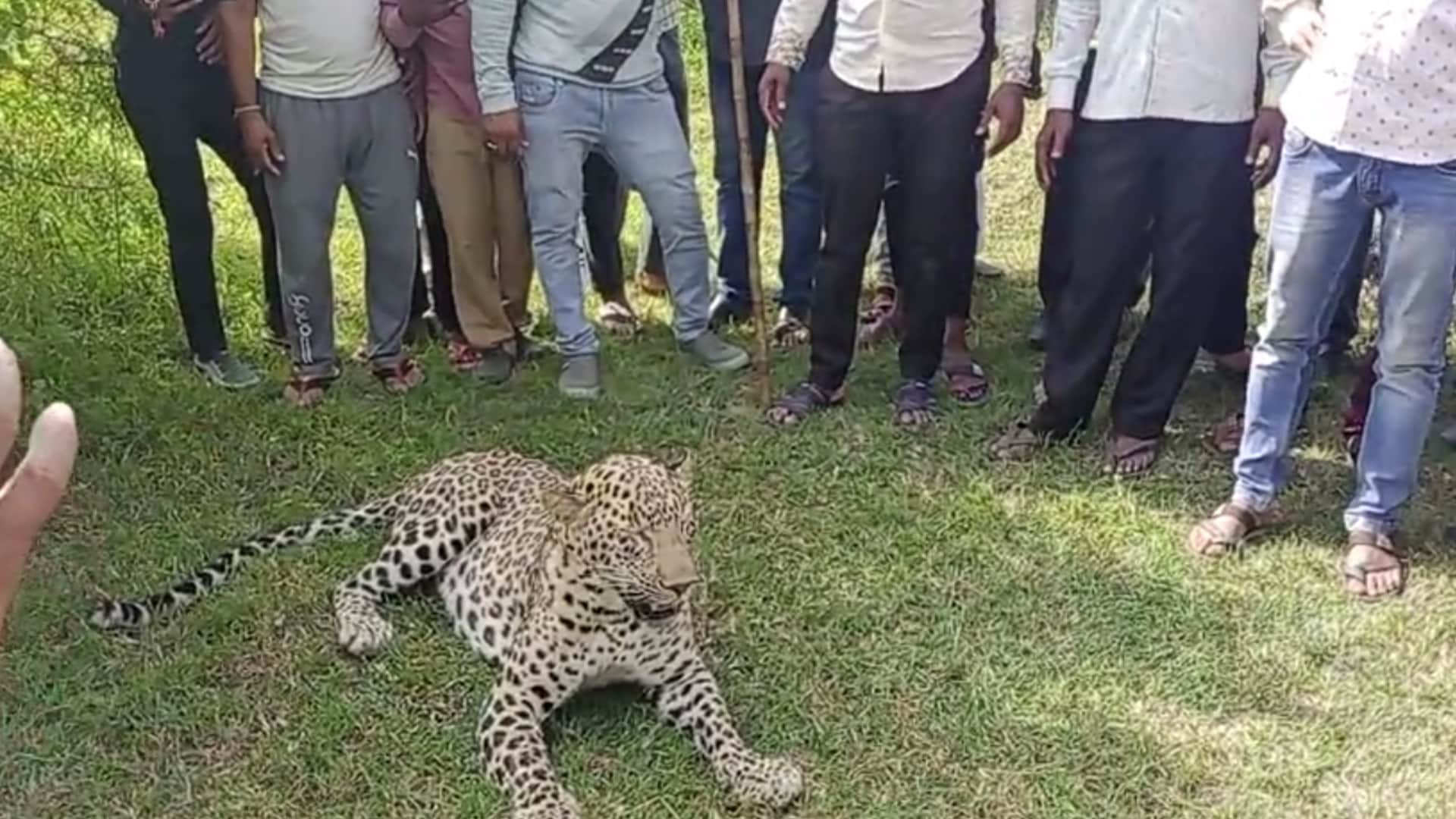 Villagers ride sick leopard in Sonkutch, keep taking selfies, forest department rescues