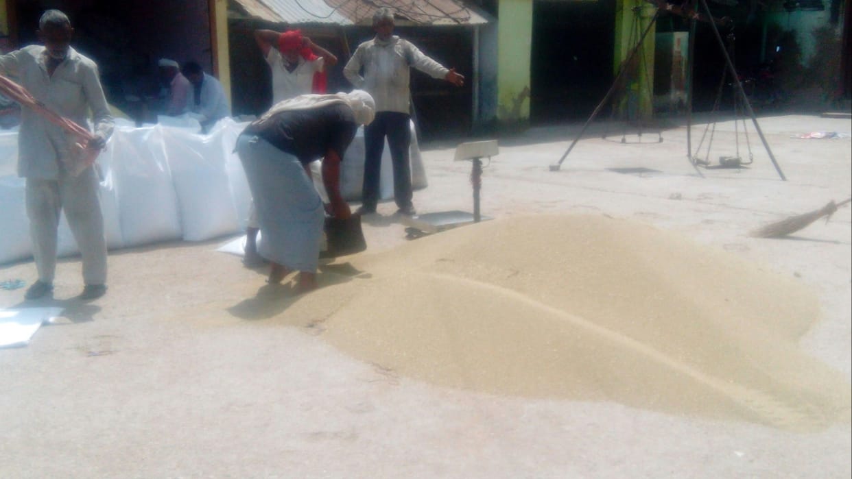 Arrival of millet starts in the market in Narnaul: Farmers suffer losses due to no start govt procurement
