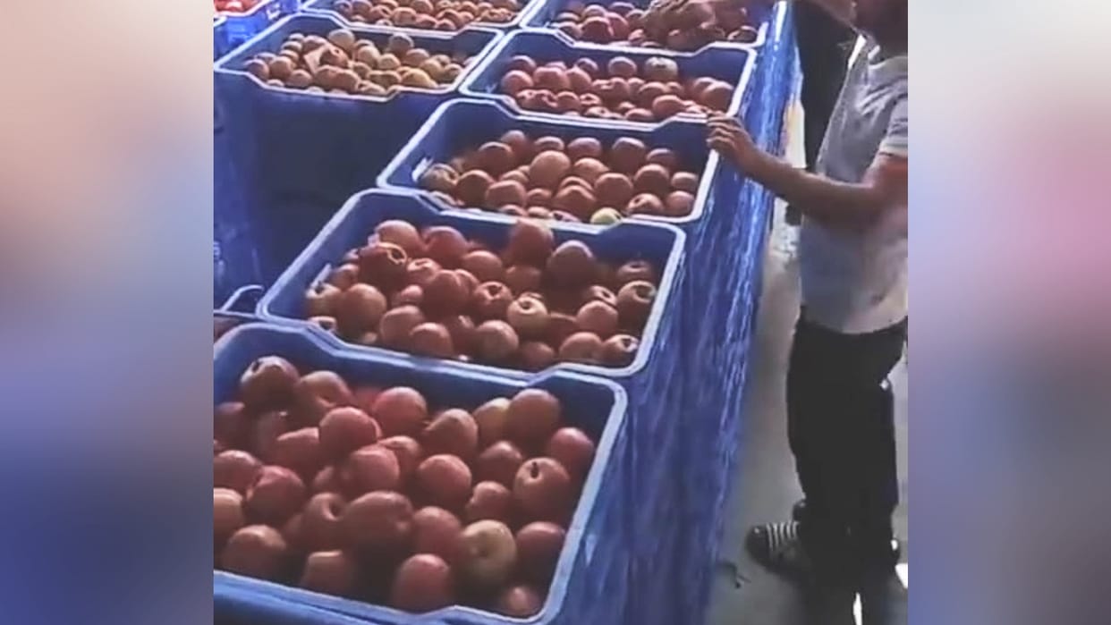 Apple Season in Himachal: Kullu Royale Apple supply to Mumbai and Chandigarh