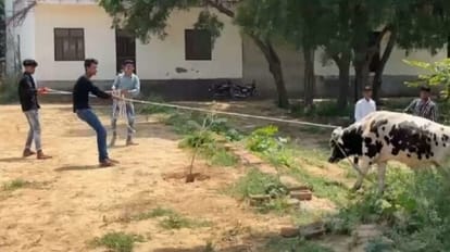 Hathras News: निराश्रित छुट्टा गौवंश का खौफ, घरों में कैद हो रहे लोग, कह रहे जिम्मेदार मौन है, तो हम कहां जाएं Fear of destitute cow dynasty, people being imprisoned in homes