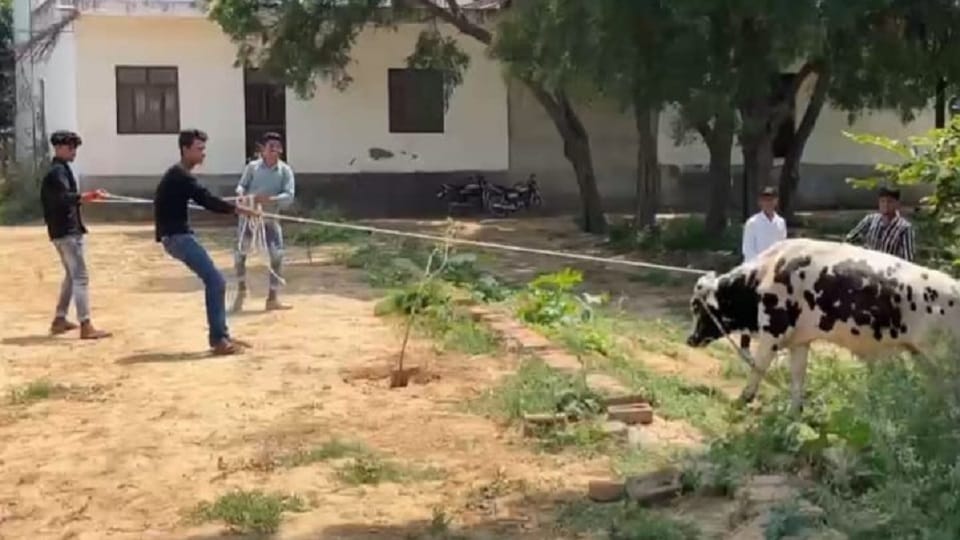 Fear of destitute cow dynasty, people being imprisoned in homes