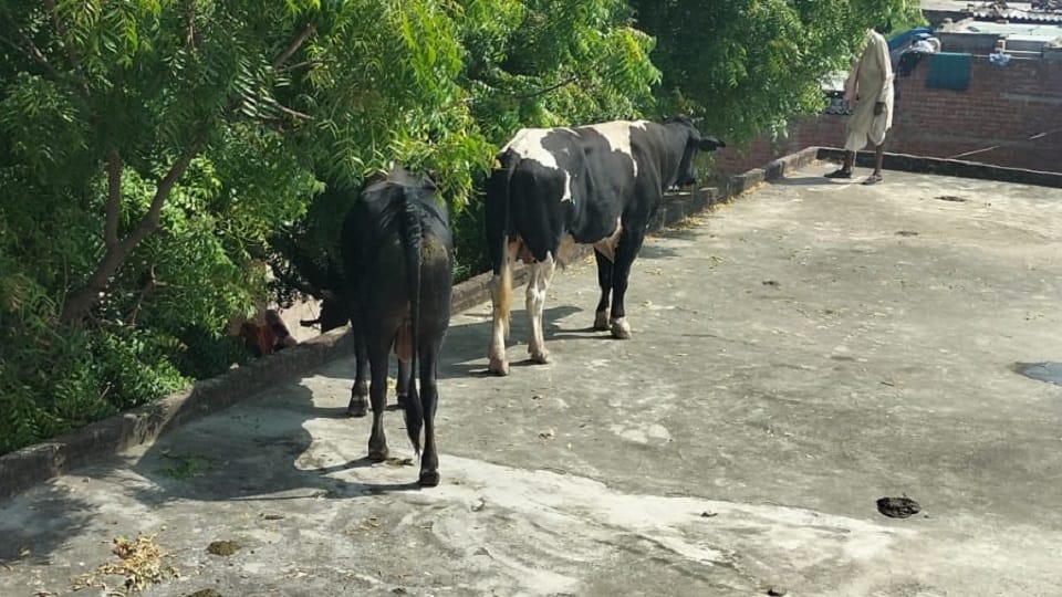 bulls entered the house while fighting then reached roof in etah