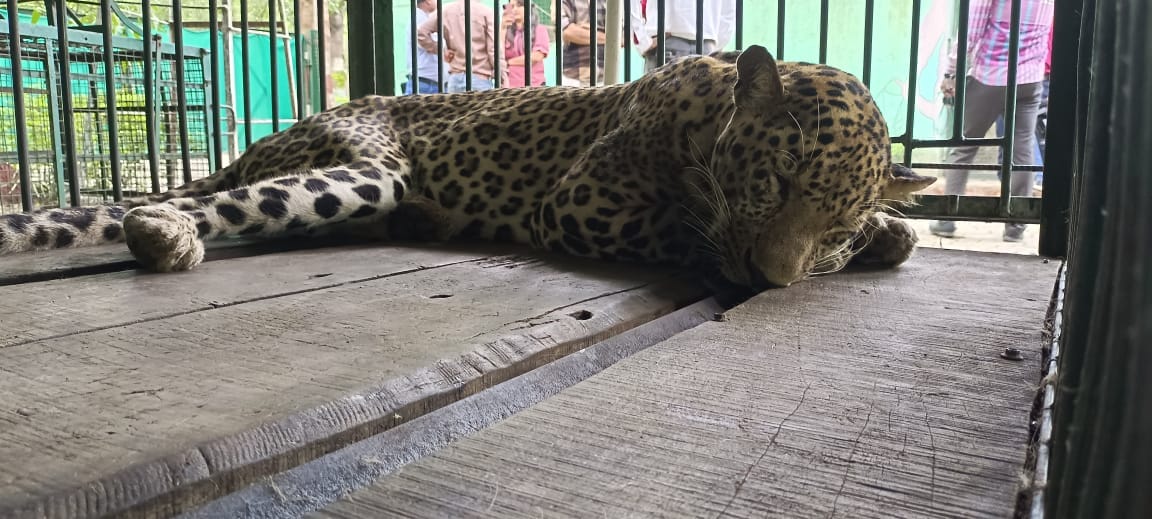 Ailing leopard from Sonkachh village reached Indore zoo, mentally unwell