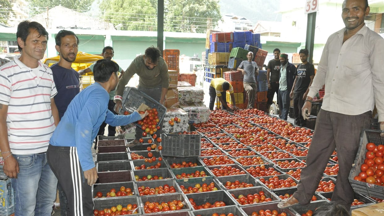 Tomato and cauliflower price decline in Bhuntar Kullu Sabji Mandi