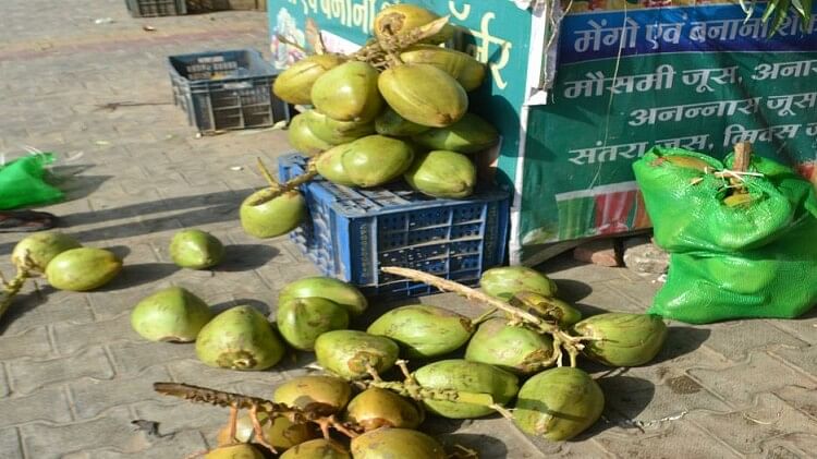 विश्व नारियल दिवस: युवाओं में बढ़ रहा नारियल पानी पीने का क्रेज, इसके हैं अनेक फायदे