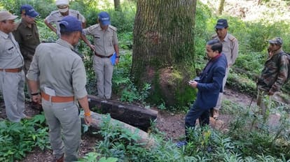 Order to investigate illegal felling of trees on a large scale in Chakrata Dehradun Uttarakhand news in hindi