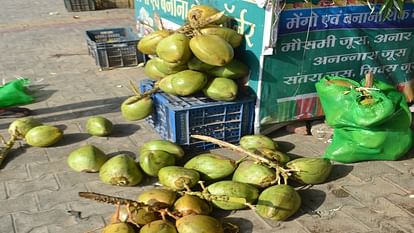 Increasing craze of drinking coconut water among youth