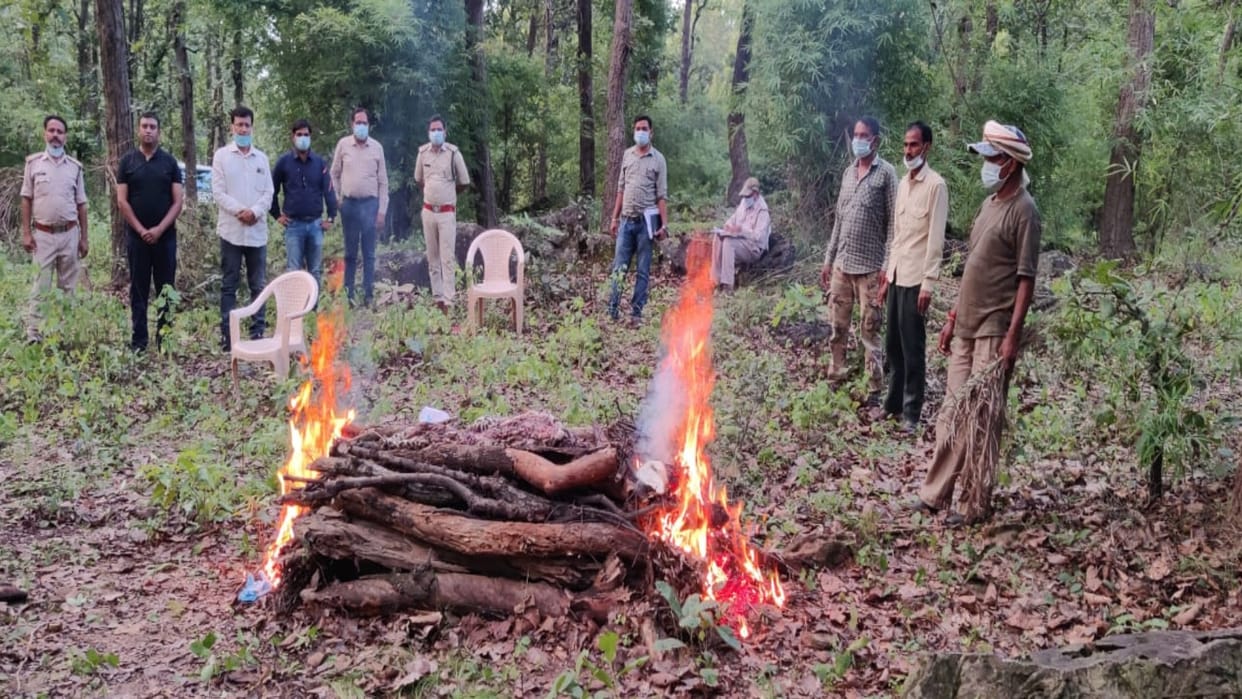 Umaria News: Dead body of leopard cub found in Bandhavgarh Tiger Reserve