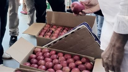 Royal Apple 170 rupee price per kg in Tapri Mandi Kinnaur Himachal Pradesh