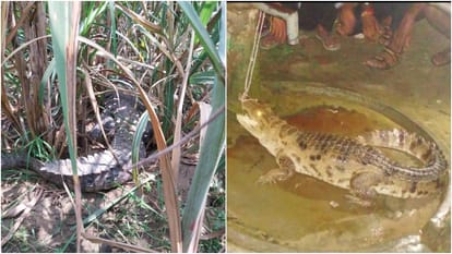 crocodile reached near hand pump and villagers tied with rope in pilibhit