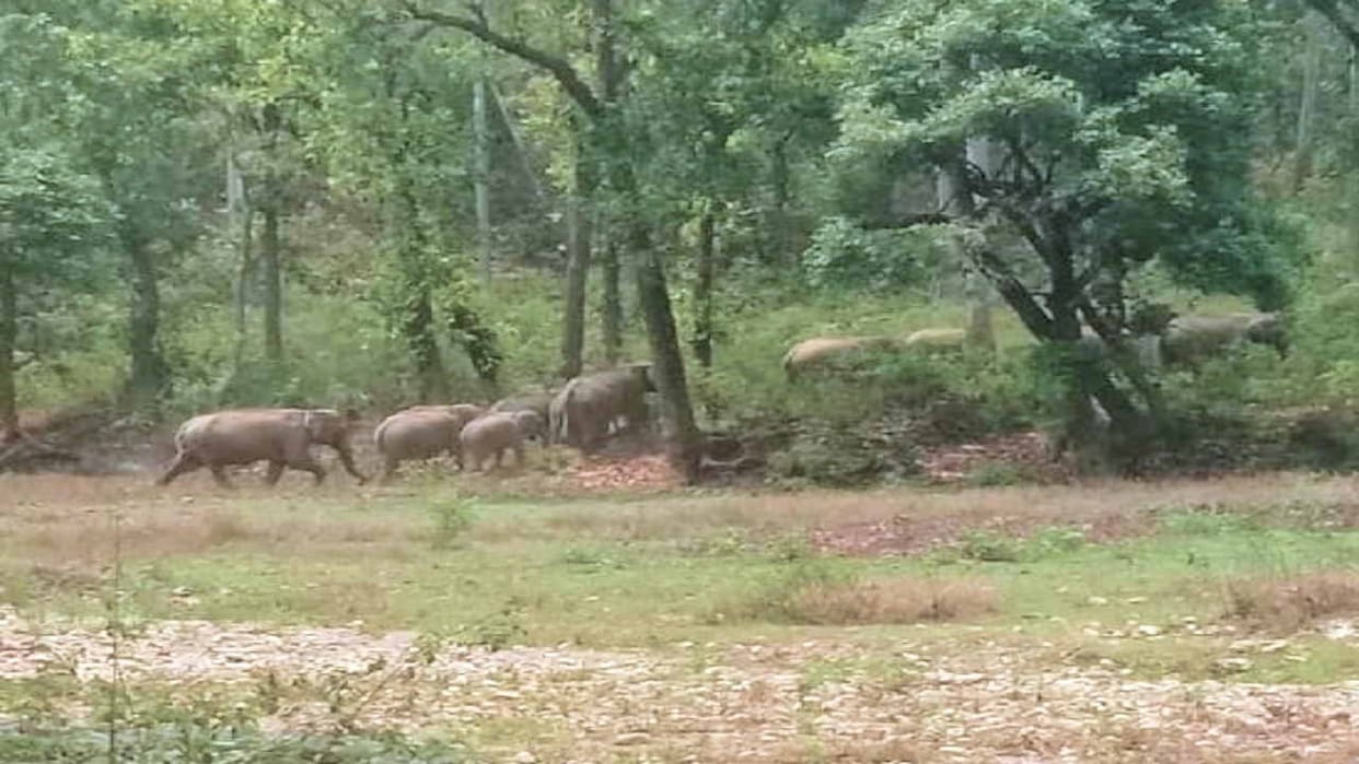 Elephant Project: An amount of Rs 87 lakh approved from the Central Government to Sirmaur