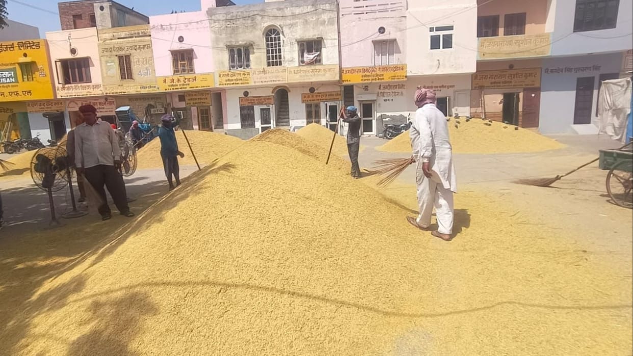 Paddy season begins: 1509 and 1692 varieties of paddy reached the market, know what prices are available