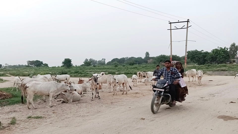 Anna cattle terror from road to fields