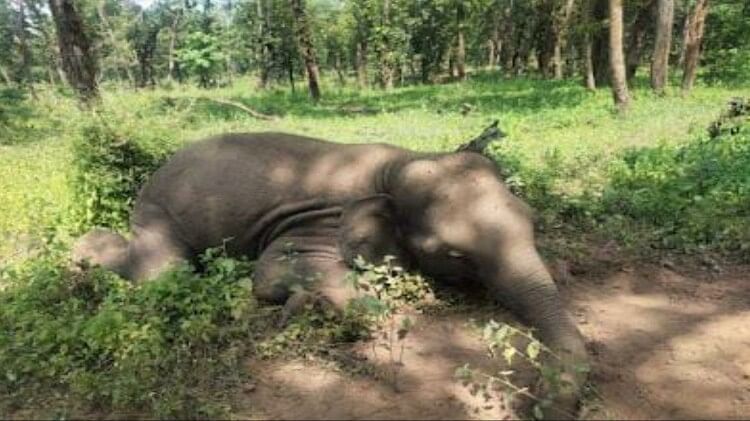 Umaria News: female elephant Lakshmi death in Bandhavgarh Tiger Reserve