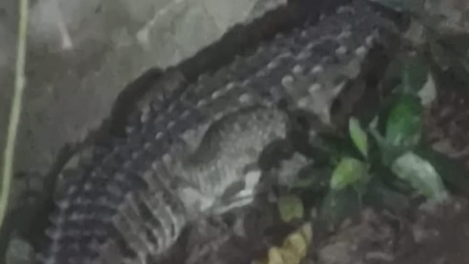 Crocodile reached under the cot inside the house in lakhimpur kheri