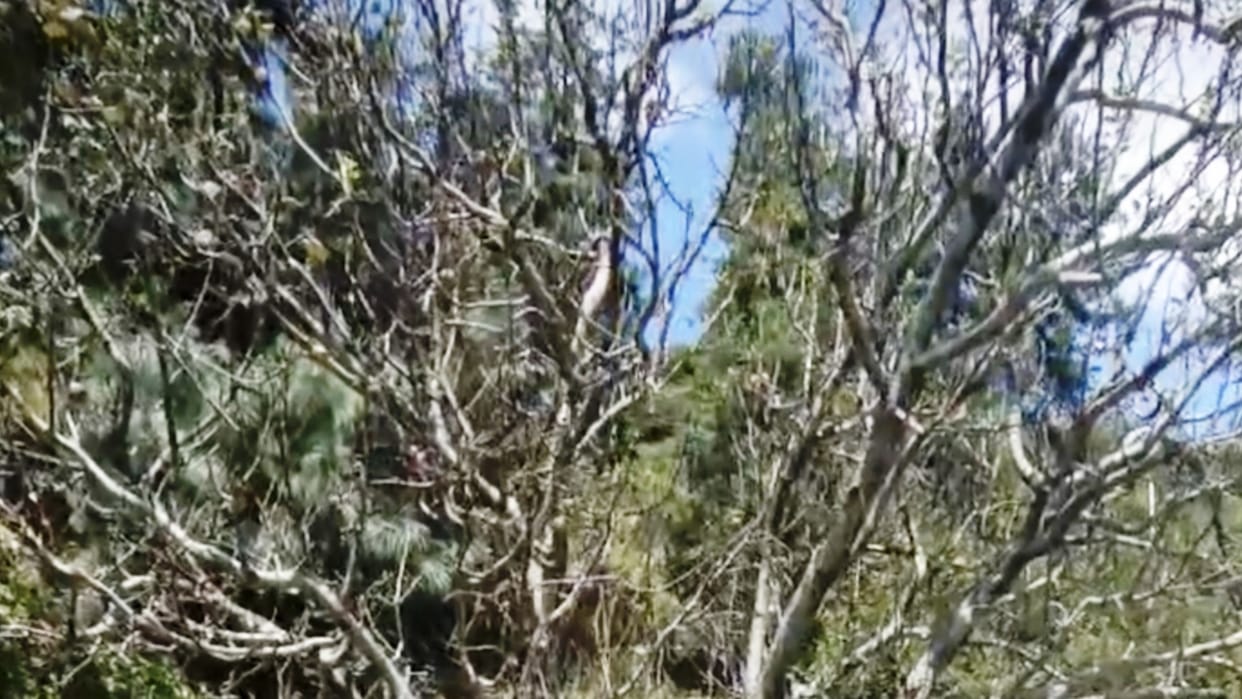 Weather Impacts on apple Crop fungal disease outbreak worries apple growers in shimla himachal Pradesh