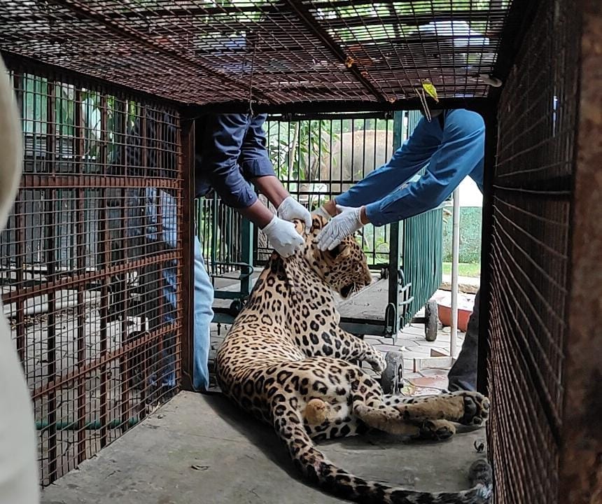 Dangerous canine distemper virus found in sick leopard, shifted to forest area