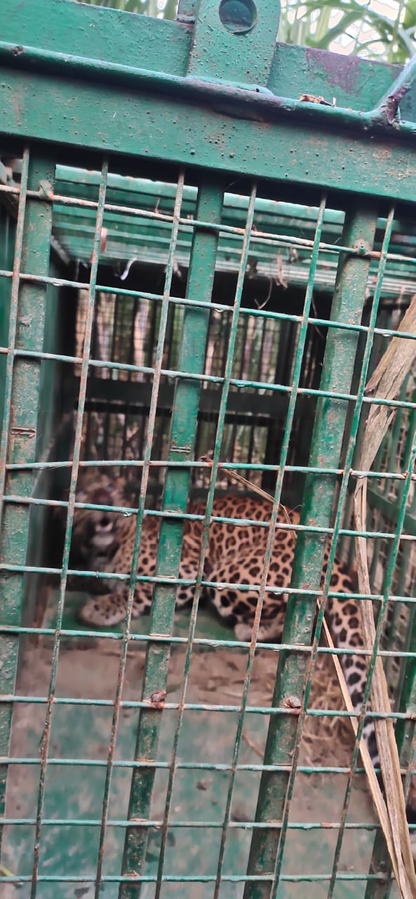 West UP News Live: Wildcat caught in a cage in Bijnor Today, read west UP latest news