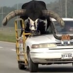 Bull riding Ford Crown Victoria sedan
