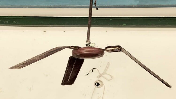 Ghaziabad Madrasa Monkeys