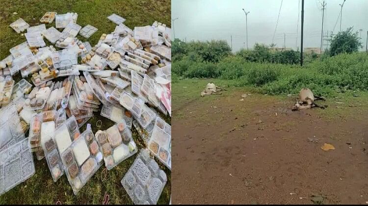 रायपुर: बड़ी संख्या में गायों की मौत, राहुल गांधी की सभा के बाद बांटे गए थे फूड पैकेट्स, बीजेपी ने खोला मोर्चा