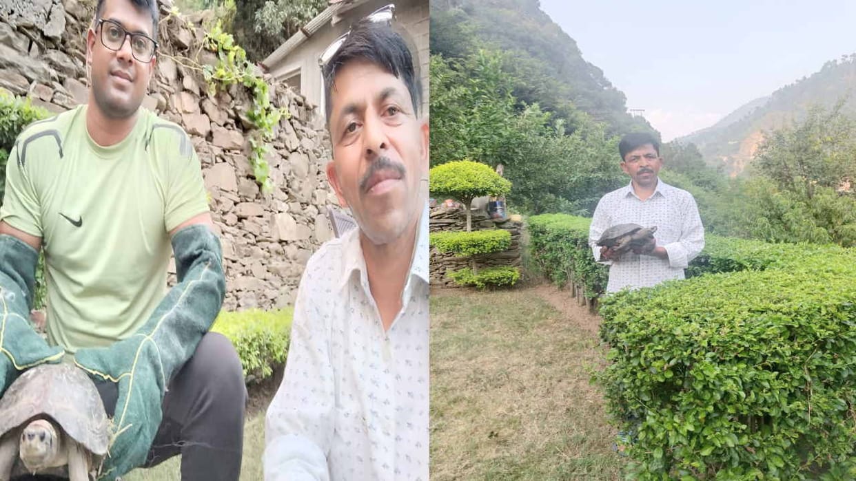 Black turtle found in Bhiyod village of Chamba district, released in the reservoir