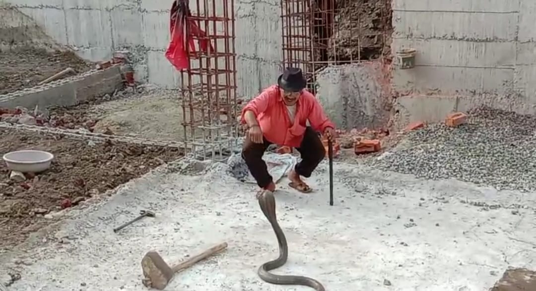 Sagar News: Dangerous 6 feet long cobra snake came out from under construction house, laborers ran away