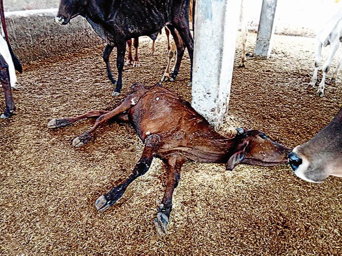 cow protection Claims in reports false in Meerut: no fodder, water, cleanliness, cows dying due to disease