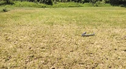 Farmers are worried due to stoppage of rain and lack of electricity, crops start withering in dry fields.