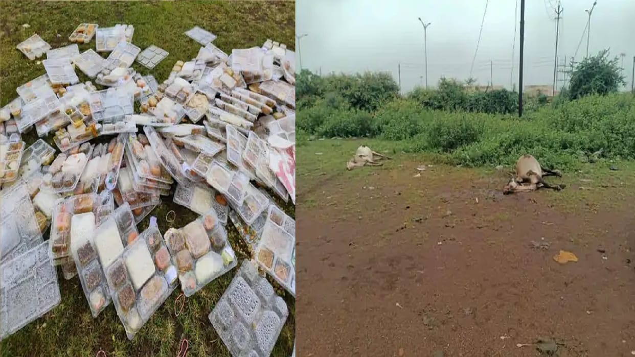 many Cows died in Nava Raipur, fear of food poisoning