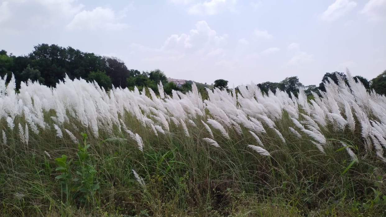 Is the corn blooming in the fields a sign of the departure of monsoon? Mention is also found in Ramcharitmanas